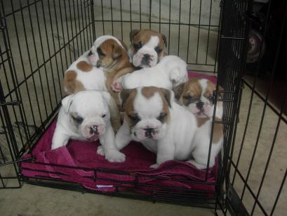 bulldog puppies for sale