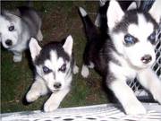 Husky Puppies for Adoption(male and female Left)