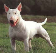 Bull Terrier is a loyal,  affectionate,  loving,  and humerous dog. It is