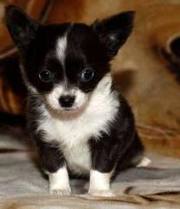  Adorable chihuahua puppies for sale