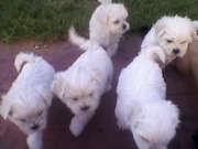Shih+tzu+maltese+puppies+for+sale+perth
