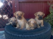 english staffy pups for sale $420
