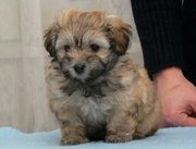 Adorable Havanese puppy for rehoming