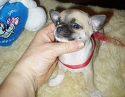 cute and charming chihuahua puppy for kids homes