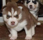 cute and home traind Siberian husky puppies for good homes