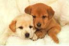 Cute Puppies For Aduption.