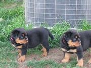 Rottweiler Puppy For Re Homing.