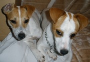 MALE 9 MONTH OLD JACK RUSSELL TAN & WHITE ELIZABETH GROVE AREA