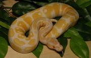 albino and piebald pythons for adoption