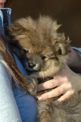ONE MALE AND TWO FEMALE POMERANIAN PUPPIES FOR ADOPTION