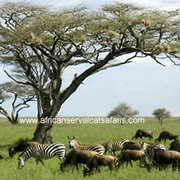 Wildlife Migration Safaris Masai Mara  Serengeti