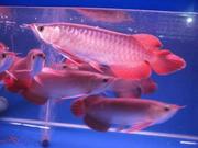 QUALITY GOLD FISH, AROWANAS AND MANY OTHER FISH FOR SALE.......PIRCES A