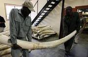 Elephant Ivory Tusks was formed to further promote the public awarenes