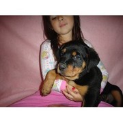 Quality rottweiler Puppies For Adoption