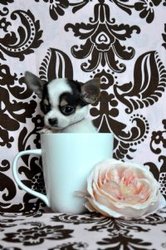     Teacup Pure Chihuahua Puppies