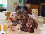 Gorgeous Yorkie puppies ready for a new home for St. Valentines day.
