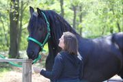 Friesian mare for a great new home