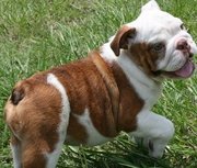 Healthy Well Trained Male and Female Bulldog