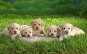 labrador puppies for adoption