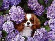Cavalier King Charles Spaniel puppies for new home