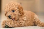  *** Toy Poodle Puppies Available***