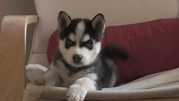 Blue Eyes Siberian Husky Puppies for Adoption  text  (928) 275-7769