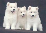 Cute Samoyed Puppies For Homes