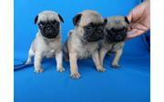 Well Trained Pug Puppies