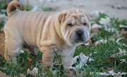 Chinese Shar-Pei puppies for sale 