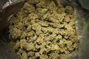 BEST AND TOP STRAINS OF KUSH 420 FOR SALE