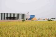 Shri REWA Rice Mills Pvt. Ltd.