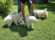 Akc Litter Registed Purebred Samoyed