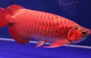 Super Red Arowana for sale