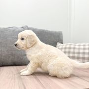 Marvelous Golden Retriever puppies for sale