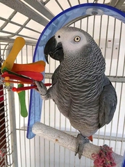 Healthy African grey parrots for rehoming African Grey parrots are ren