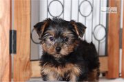 Yorkie Puppies for rehoming