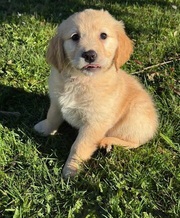 Purebred golden retriever puppies