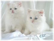 White Baby Kitten for Sale