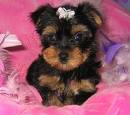 LOVELY X-MAS YORKIE PUPPIES FOR ADOPTION