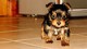 Cutes Yorkie Puppies For Adoption