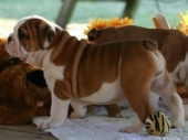    Lovely English bulldog puppies for adoption to good homes