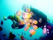Enjoy Summer Scuba Diving Boracay