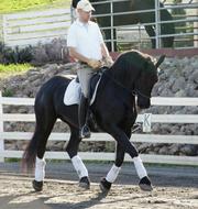 nice looking friesian mare for adoption