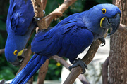 Hyacinth+macaws+for+sale