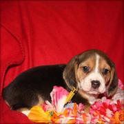 cute and lovely beagle puppies now ready for good homes