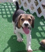 Beagle Puppies For free homes available