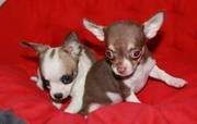 male and female chihuahua puppy for new home