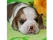  Teacup Pocket Beagles on adoption