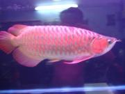 Red Arowana fresh water fish for sale