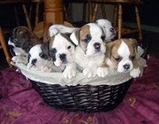 english bulldogs for home adoption